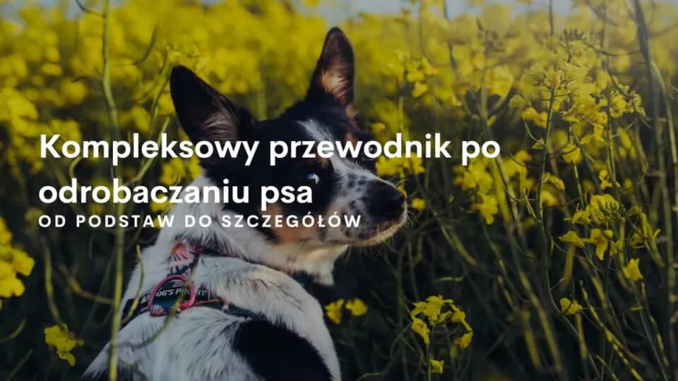 Czy odrobaczanie jest bezpieczne? Korzyści, ryzyka i ważne przeciwwskazania