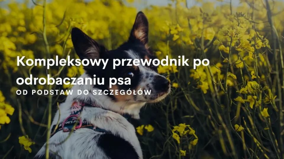Czy odrobaczanie jest bezpieczne? Korzyści, ryzyka i ważne przeciwwskazania