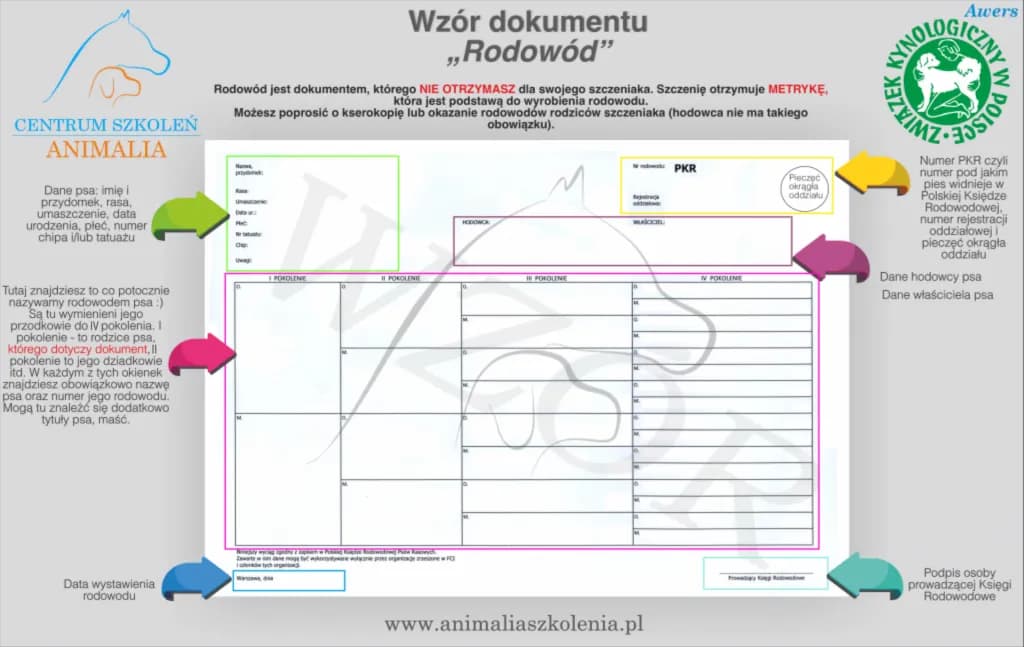 Ile kosztuje metryka dla psa? Sprawdź ceny i korzyści rodowodu dla twojego pupila