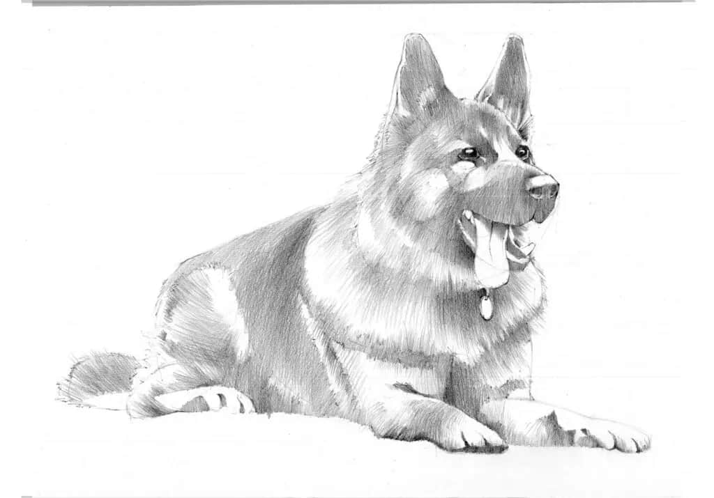 Jak narysować owczarka niemieckiego krok po kroku - proste techniki rysunku