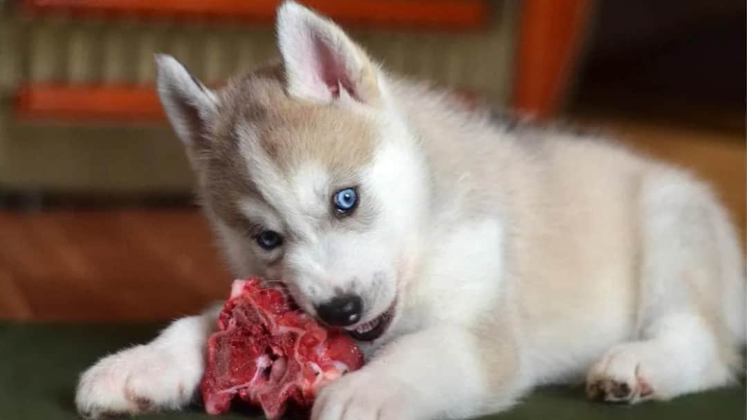 Szczeniaki husky co jedzą - najważniejsze informacje o diecie i karmieniu