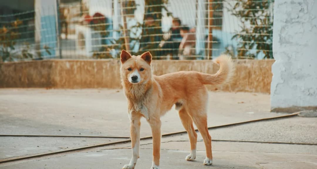 Jak pobudzić apetyt psa - skuteczne metody i porady dla właścicieli