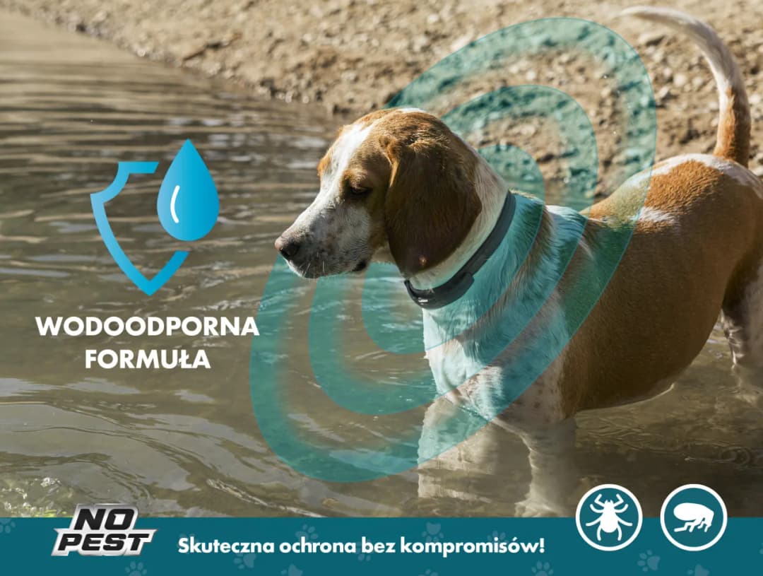 Czy obroża na pchły jest skuteczna? Sprawdź, co mówią opinie!