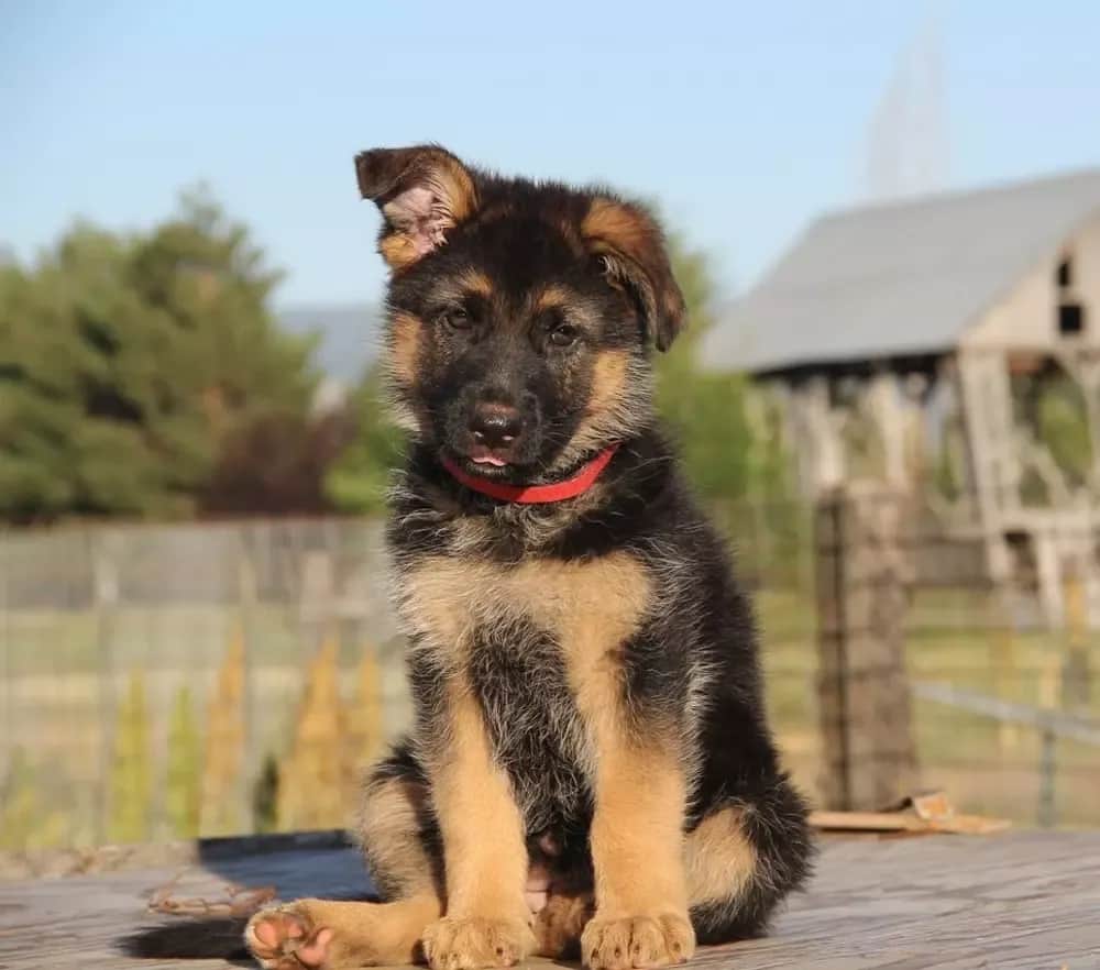 Jak często kąpać owczarka niemieckiego, aby uniknąć problemów ze skórą?