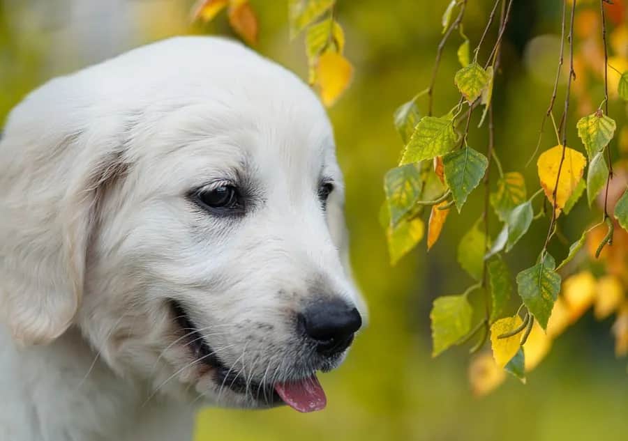 Ile kosztuje golden retriever z hodowli? Sprawdź, zanim kupisz!
