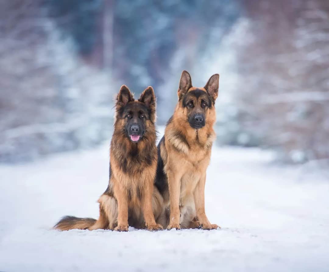 Ile karmy dla owczarka niemieckiego? Sprawdź dawkowanie