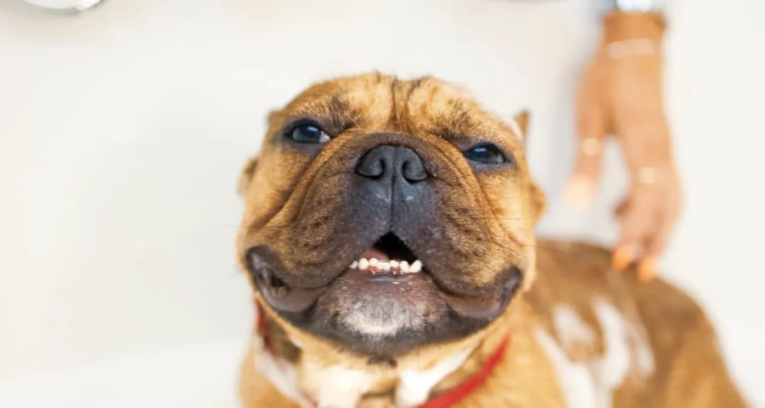 Czy krople do oczu dla ludzi można stosować u psa? Oto ryzyko i alternatywy