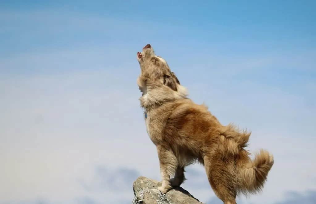 Dlaczego husky wyje? Poznaj powody i jak z nimi walczyć