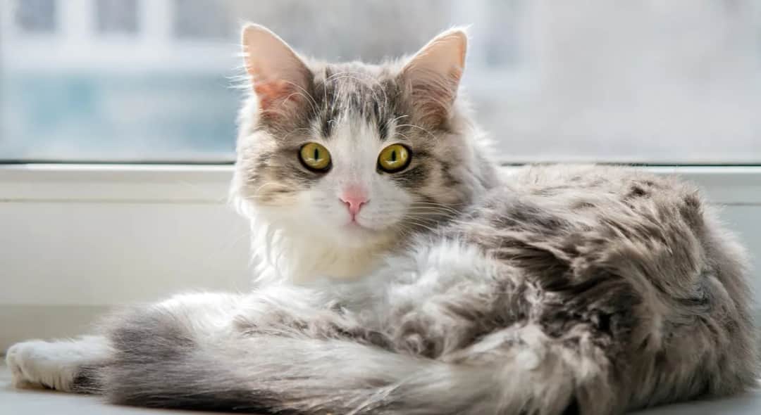 Jak wytresować kota i uniknąć frustracji w codziennym życiu