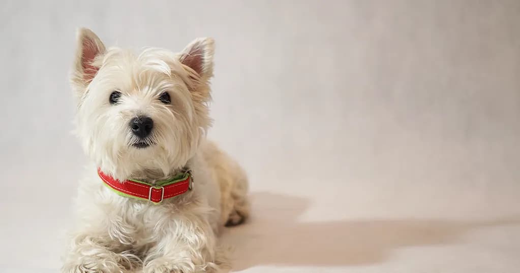 Jak uszyć obrożę dla psa - proste kroki i materiały, które musisz znać