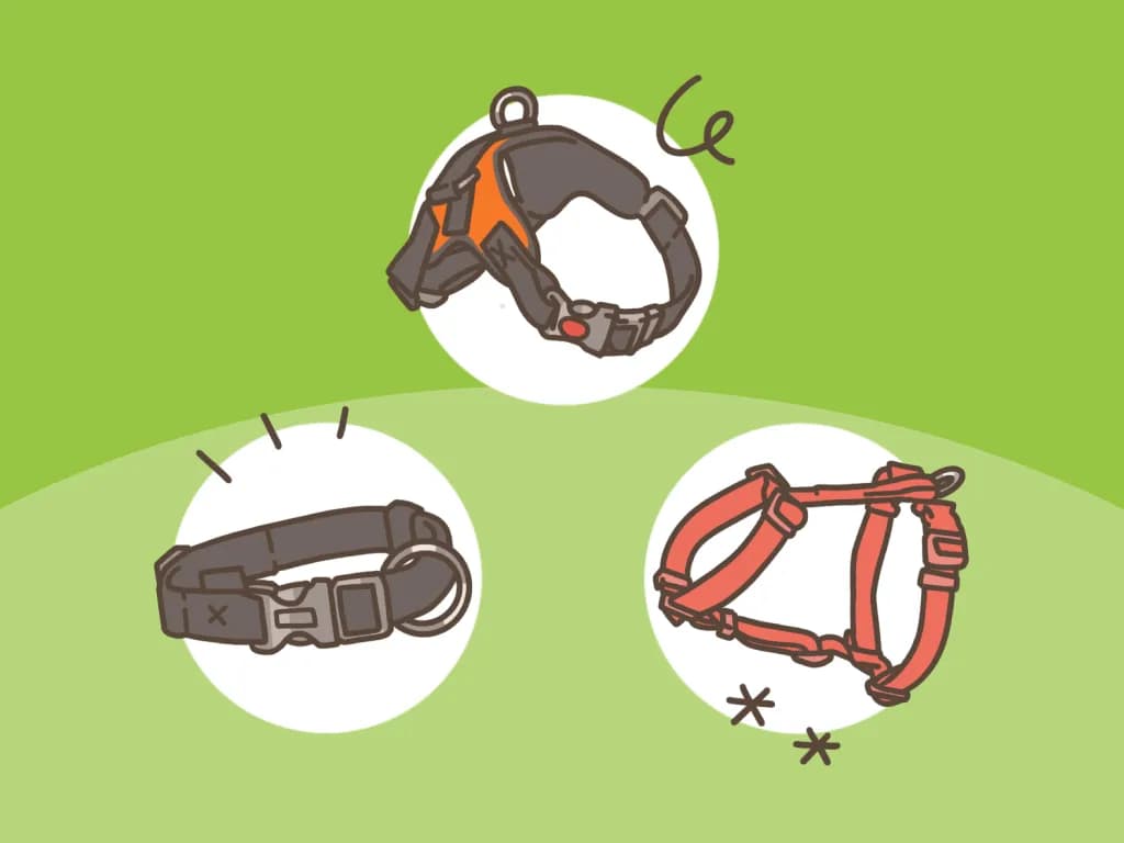 Obroża czy szelki dla dużego psa – co wybrać dla bezpieczeństwa?