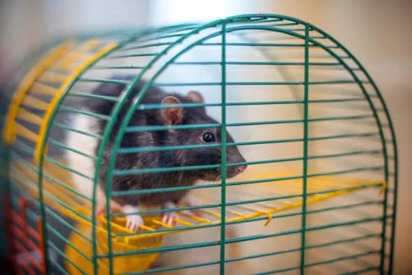 Jak wytresować szczura: skuteczne metody i najczęstsze wyzwania