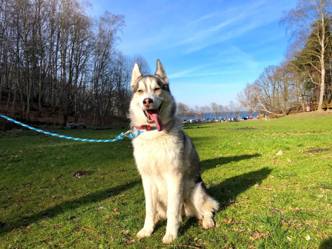 Ile dziennie je husky? Odkryj idealną porcję dla zdrowia psa