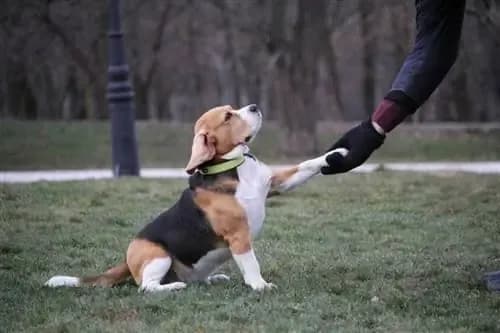 Jak wytresować beagle, aby uniknąć frustracji i osiągnąć sukces