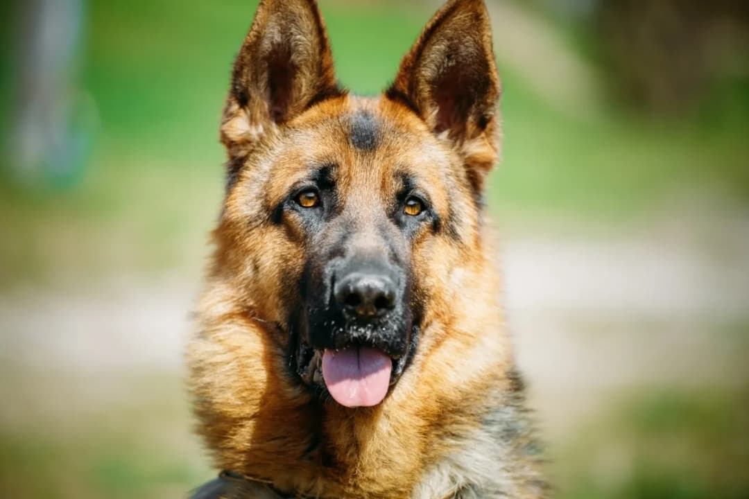 Owczarek niemiecki rasa duża czy średnia - poznaj jego prawdziwy rozmiar