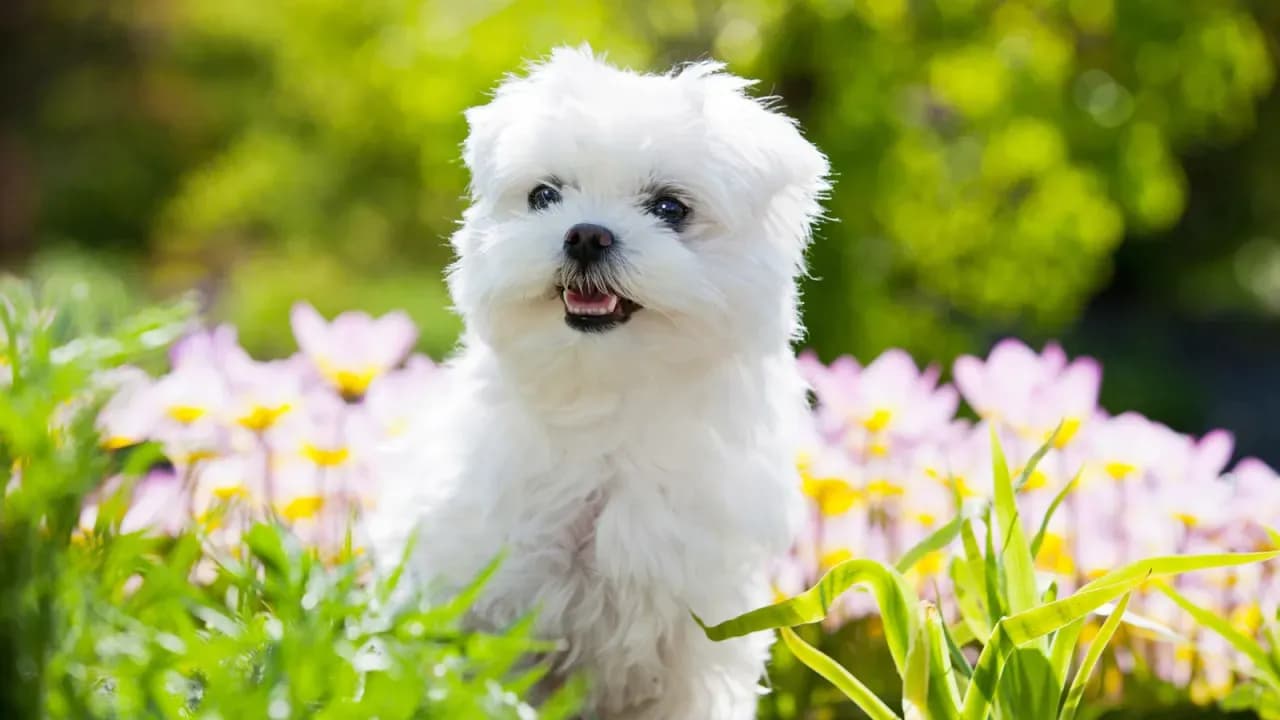 Jak wytresować maltańczyka: skuteczne metody i najczęstsze błędy