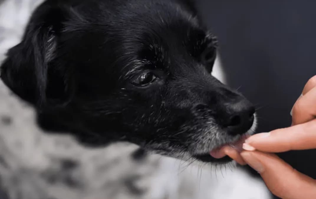 Ile pyralginy dla psa? Bezpieczne dawkowanie i skutki uboczne