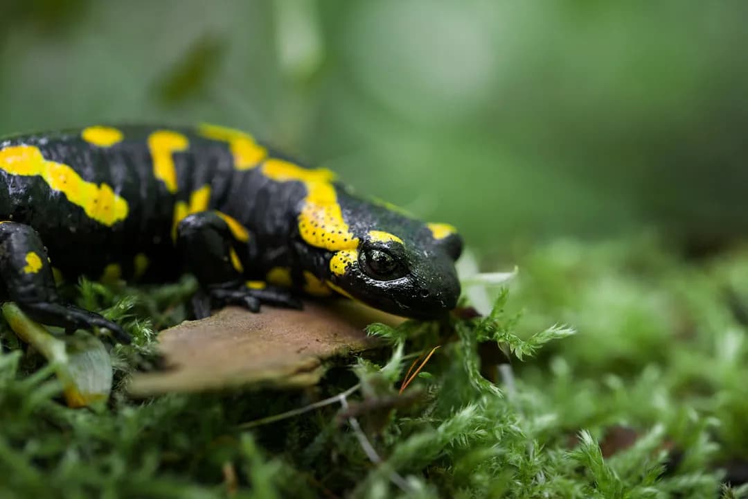 Czym się żywi salamandra plamista? Odkryj jej zaskakującą dietę