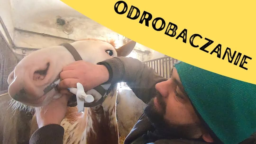 Czy odrobaczanie konia przed jedzeniem jest bezpieczne i skuteczne? Praktyczne porady