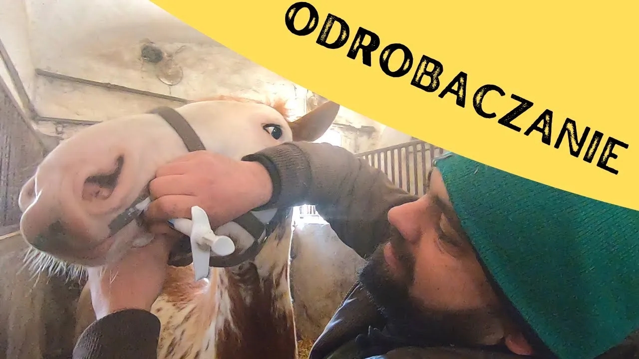 Czy odrobaczanie konia przed jedzeniem jest bezpieczne i skuteczne? Praktyczne porady