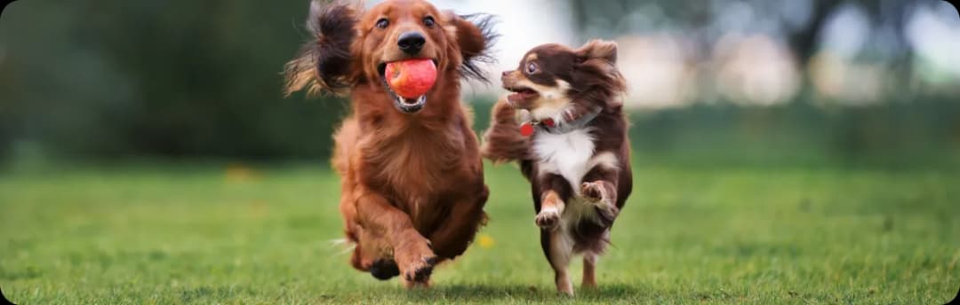 Najlepszy szampon dla owczarka niemieckiego długowłosego, który zadba o jego sierść