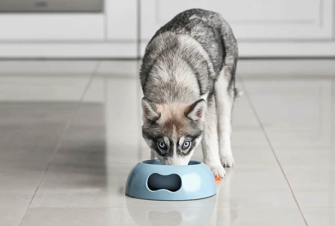 Jaka karma dla husky zapewni zdrowie i energię Twojemu psu?