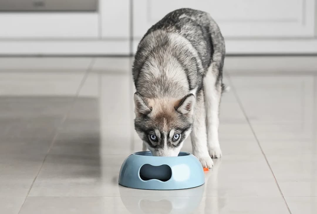 Jaka karma dla husky zapewni zdrowie i energię Twojemu psu?