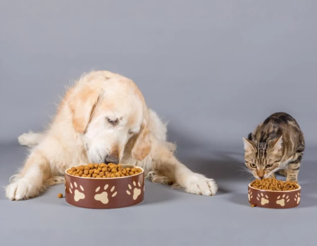 Czy koty mogą jeść karmę dla psów? Zagrożenia i prawda o diecie kota