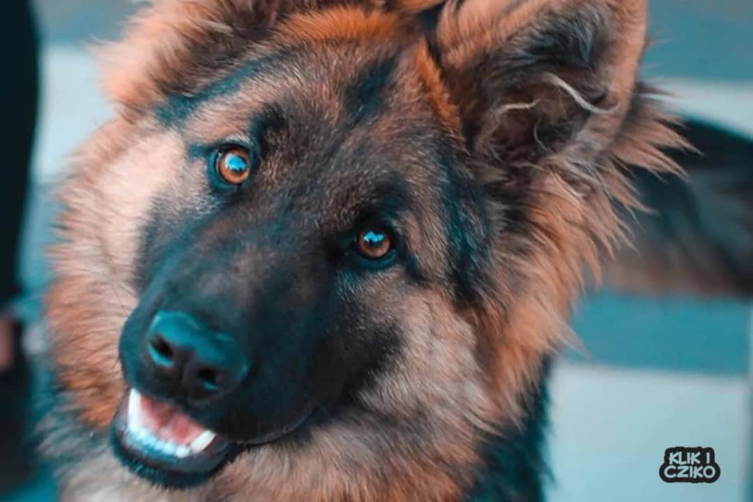 Jak wytresować owczarka: skuteczne metody i techniki szkolenia