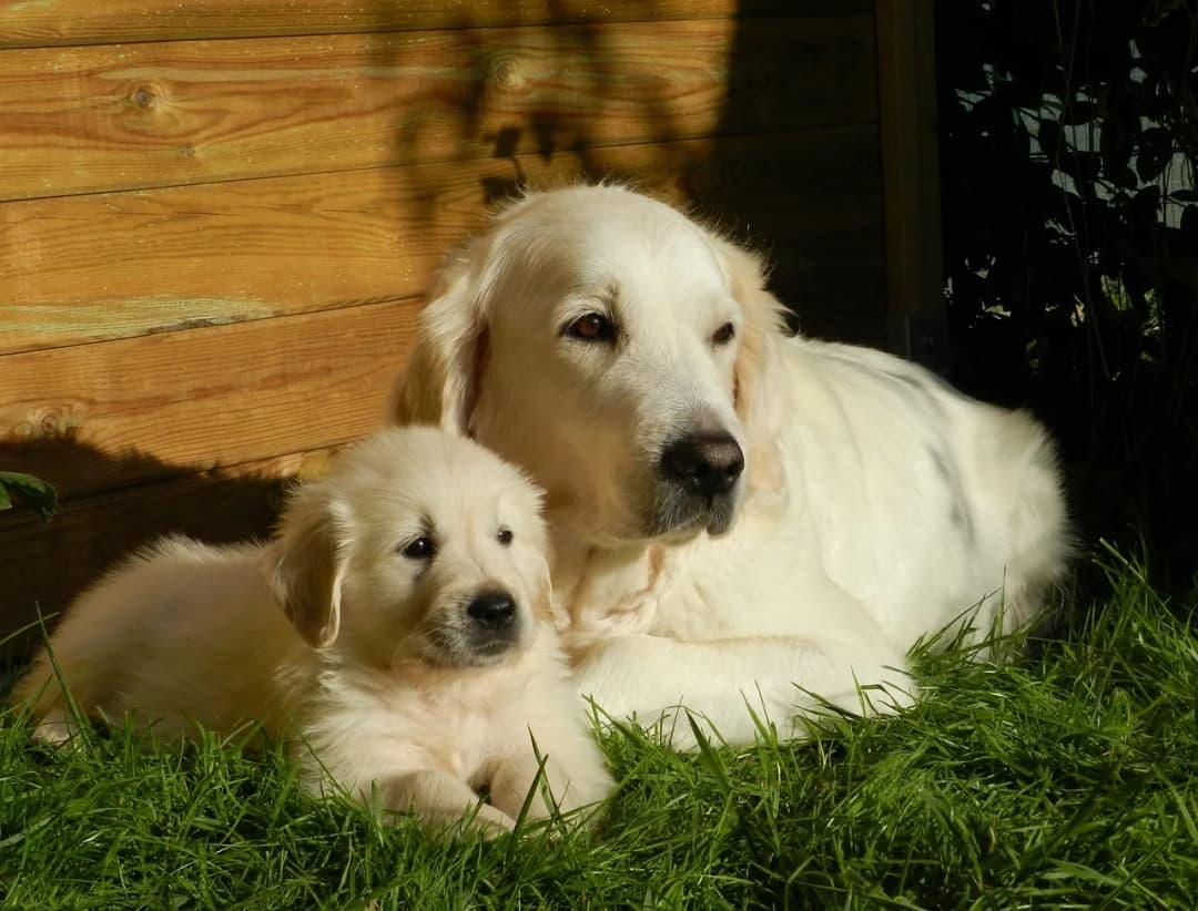 Kiedy rośnie sierść golden retrievera? Kluczowe etapy rozwoju