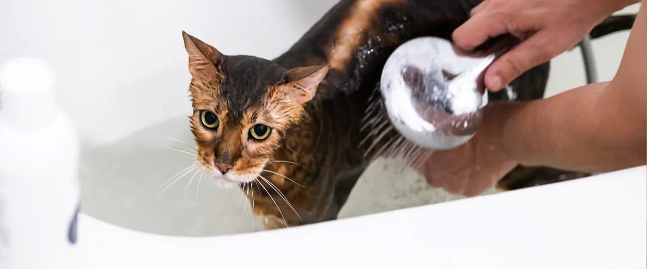 Czy można myć kota szamponem dla psa? Uważaj na zdrowie swojego pupila