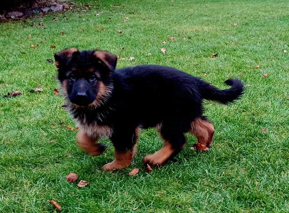 Ile kosztuje owczarek niemiecki krótkowłosy? Ceny i ważne informacje