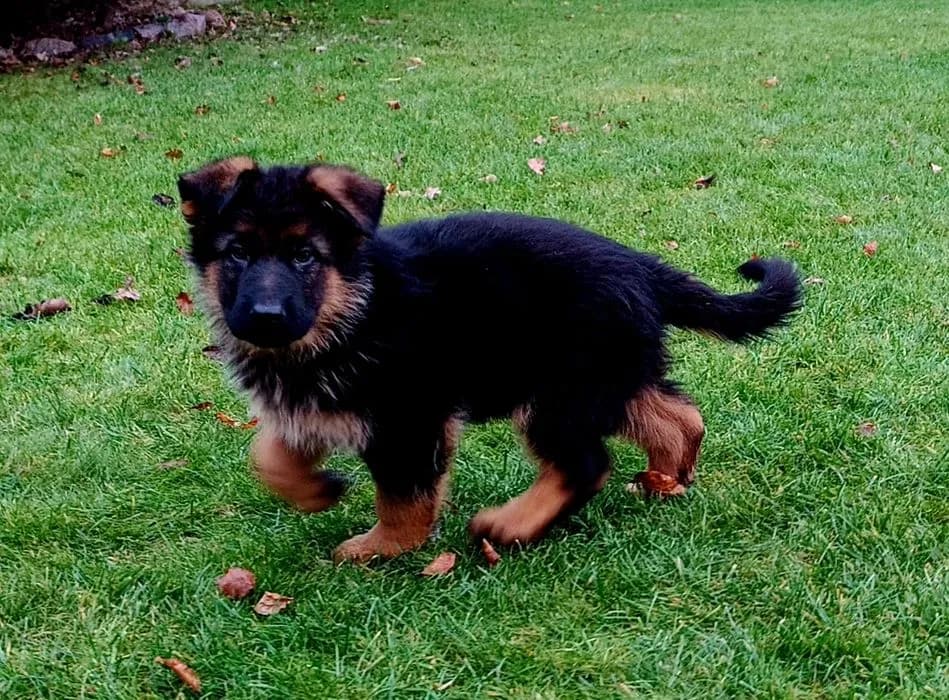 Ile kosztuje owczarek niemiecki krótkowłosy? Ceny i ważne informacje