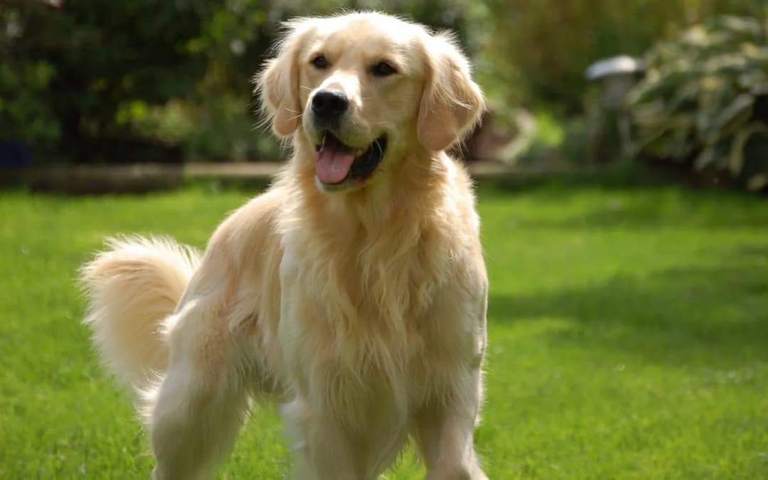 Golden retriever czy często choruje? Odkryj najważniejsze problemy zdrowotne