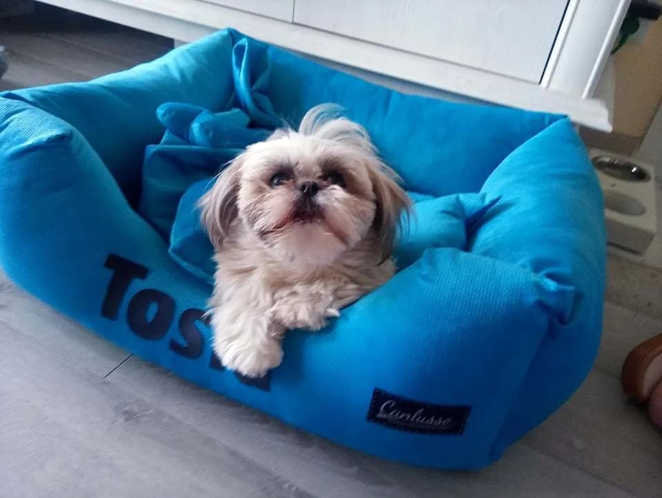 Jakie legowisko dla shih tzu zapewni komfort i bezpieczeństwo?