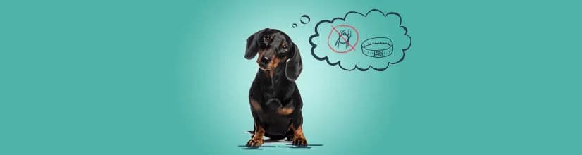 Obroża Foresto kiedy zaczyna działać - poznaj czas aktywacji i skuteczność