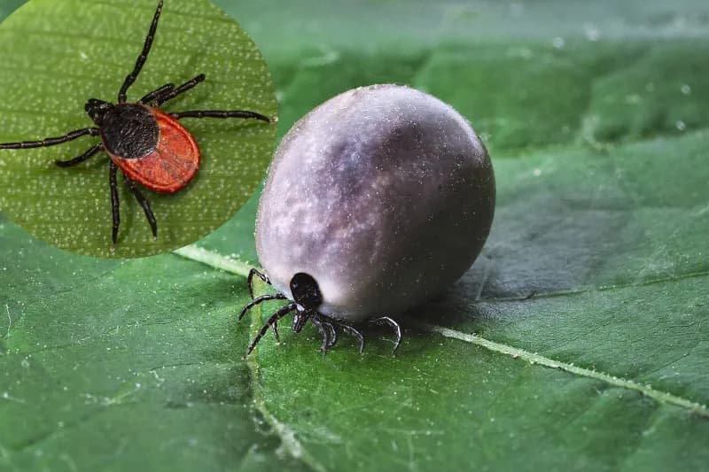 Jak skutecznie odstraszyć kleszcza? Naturalne i chemiczne metody ochrony