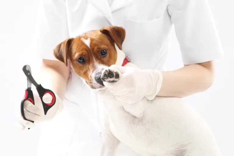 Czy weterynarz obcina pazury? Wszystko o pielęgnacji pazurów u zwierząt
