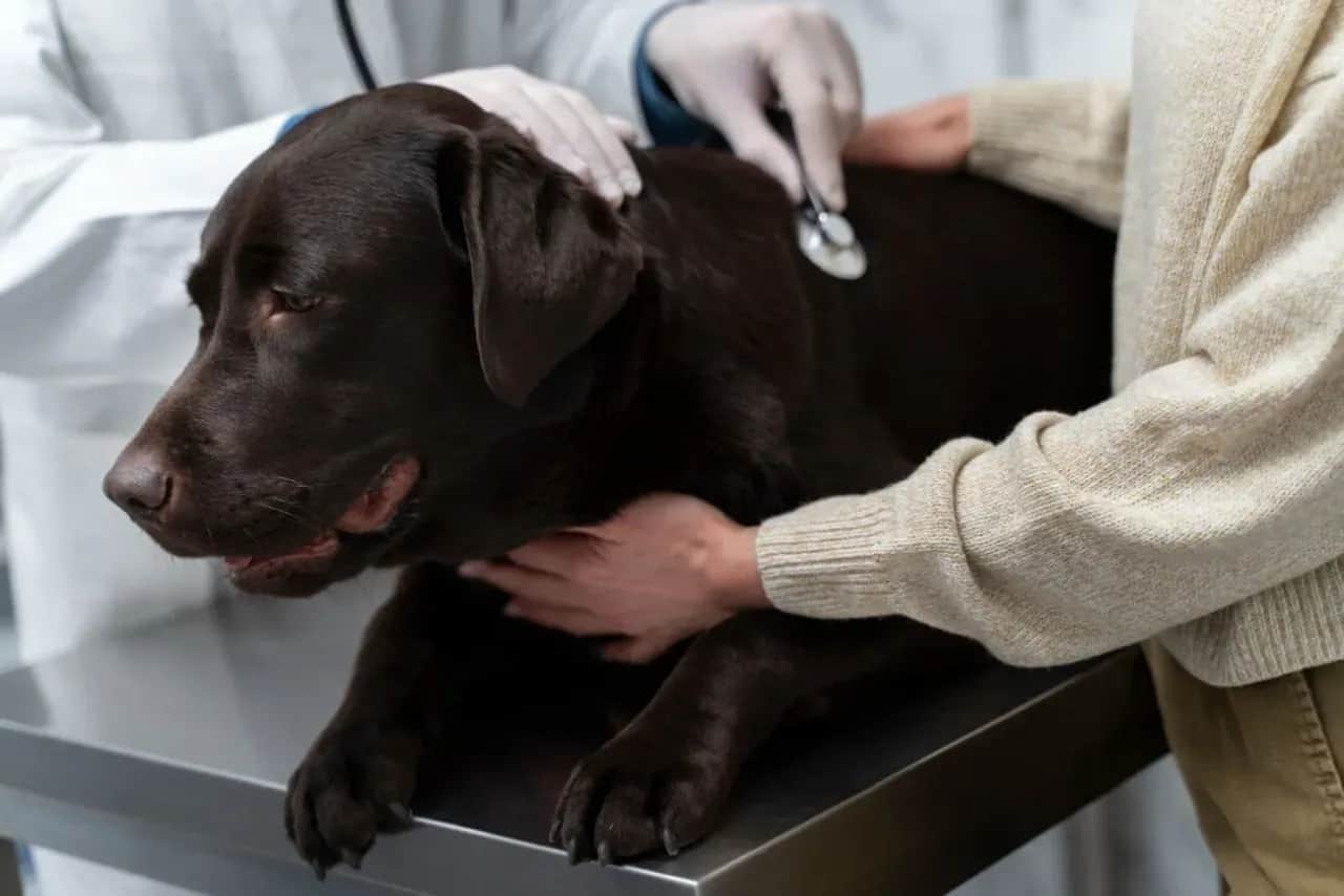 Ile zarabia weterynarz w USA? Sprawdź, czy warto pracować w tym zawodzie