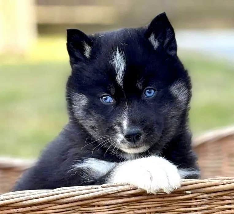 Ile kosztuje husky syberyjski? Ceny szczeniąt i utrzymania w Polsce