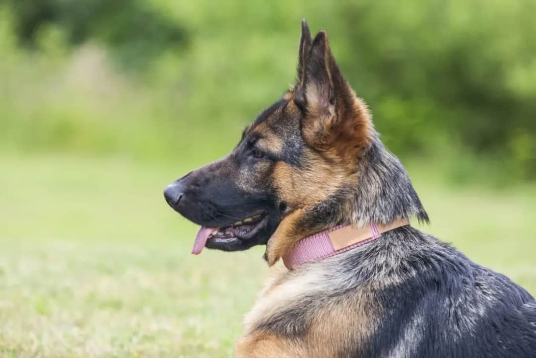 Jak nazwać owczarka niemieckiego - najlepsze imiona dla psa