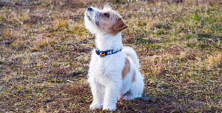 Jak wytresować jack russell terrier, aby uniknąć frustracji i problemów